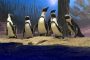 Miami Seaquarium Penguins