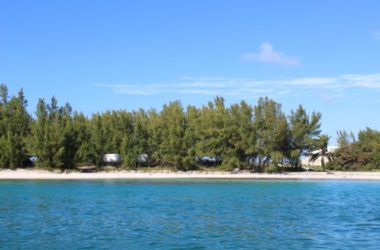 Bimini Island Trees