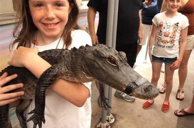 Everglades Holiday Park Animal Encounter